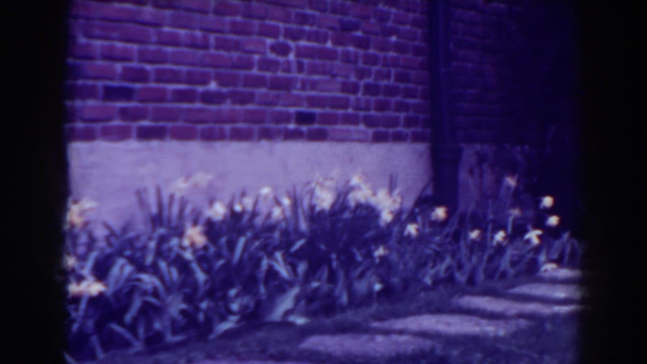 1938 West Virginia garden view with blooming yellow tulips, red brick wall, and a path edge visible through soft 8mm focus.