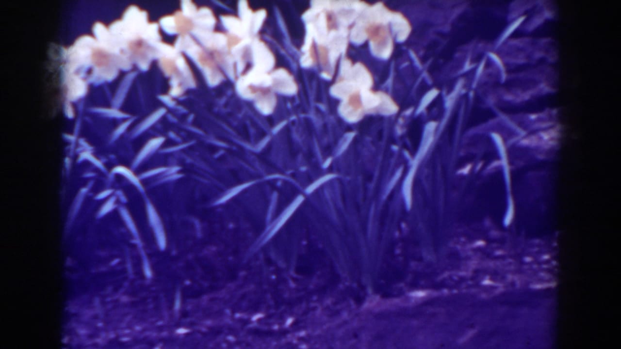 Close 1938 West Virginia 8mm view of blooming tulips with long leaves, dark soil, and purple-shifted color.