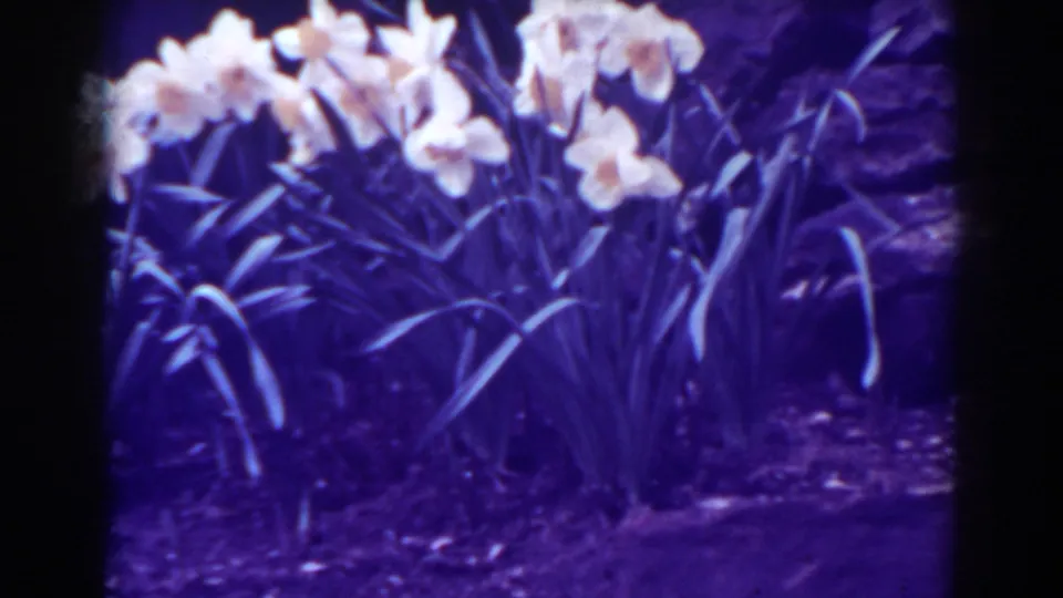 Close 1938 West Virginia 8mm view of blooming tulips with long leaves, dark soil, and purple-shifted color.