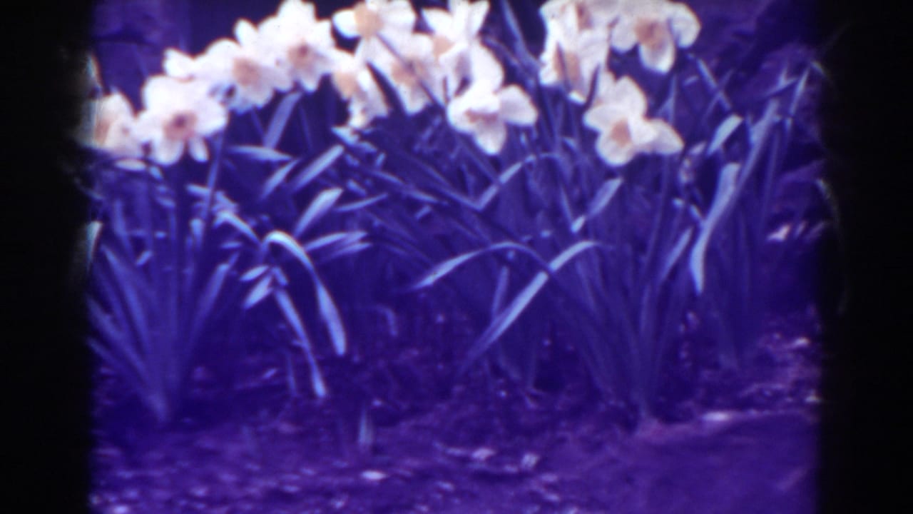 1938 West Virginia 8mm frame showing clustered yellow tulips, green foliage, a path edge, and red brick wall in soft color.