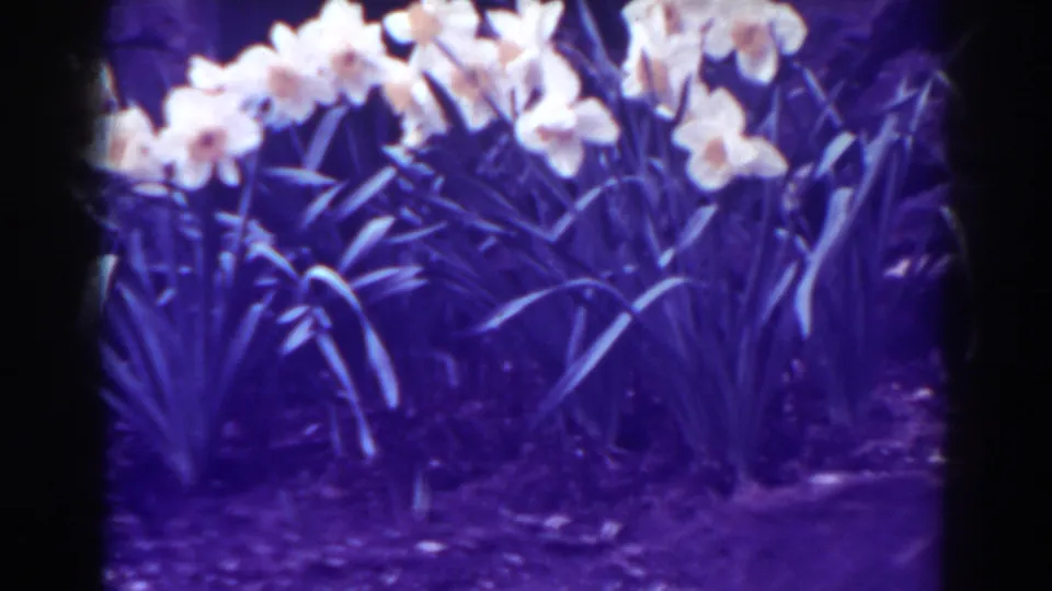 1938 West Virginia 8mm frame showing clustered yellow tulips, green foliage, a path edge, and red brick wall in soft color.
