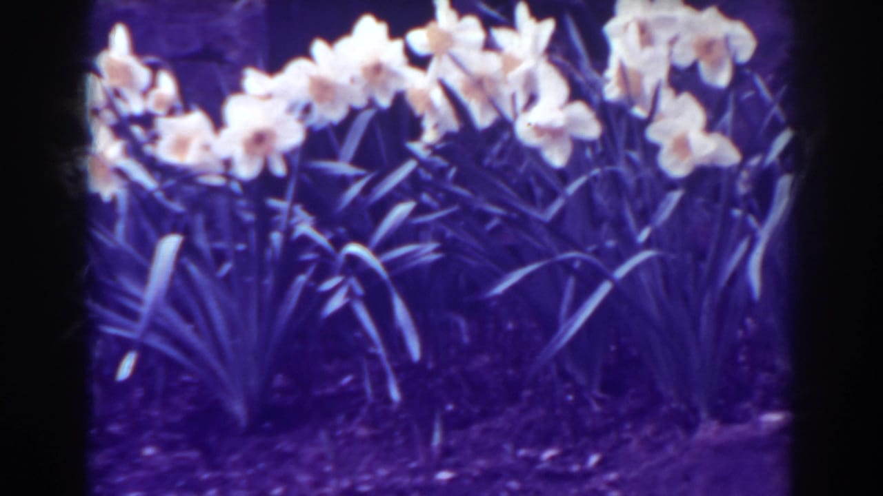 Pale yellow daffodils blooming above dark soil and long leaves.