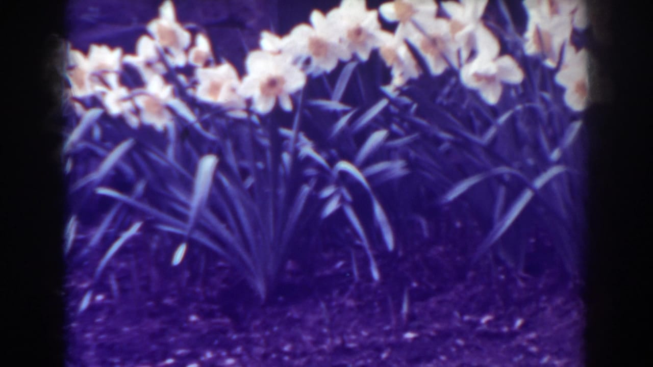 Purple-cast 8mm view of daffodils and narrow foliage in a West Virginia garden bed, dated by metadata to 1938.