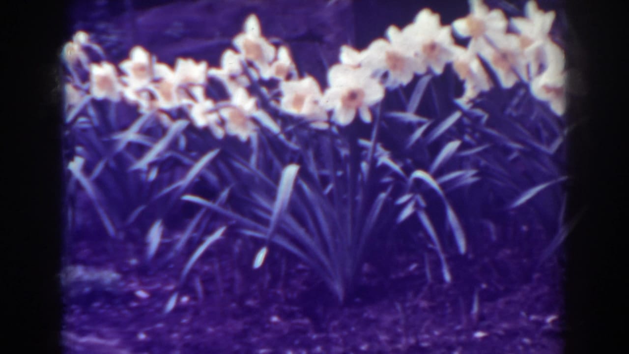Home-movie frame of light yellow daffodils across a garden bed, with dark soil and strong purple film coloration.