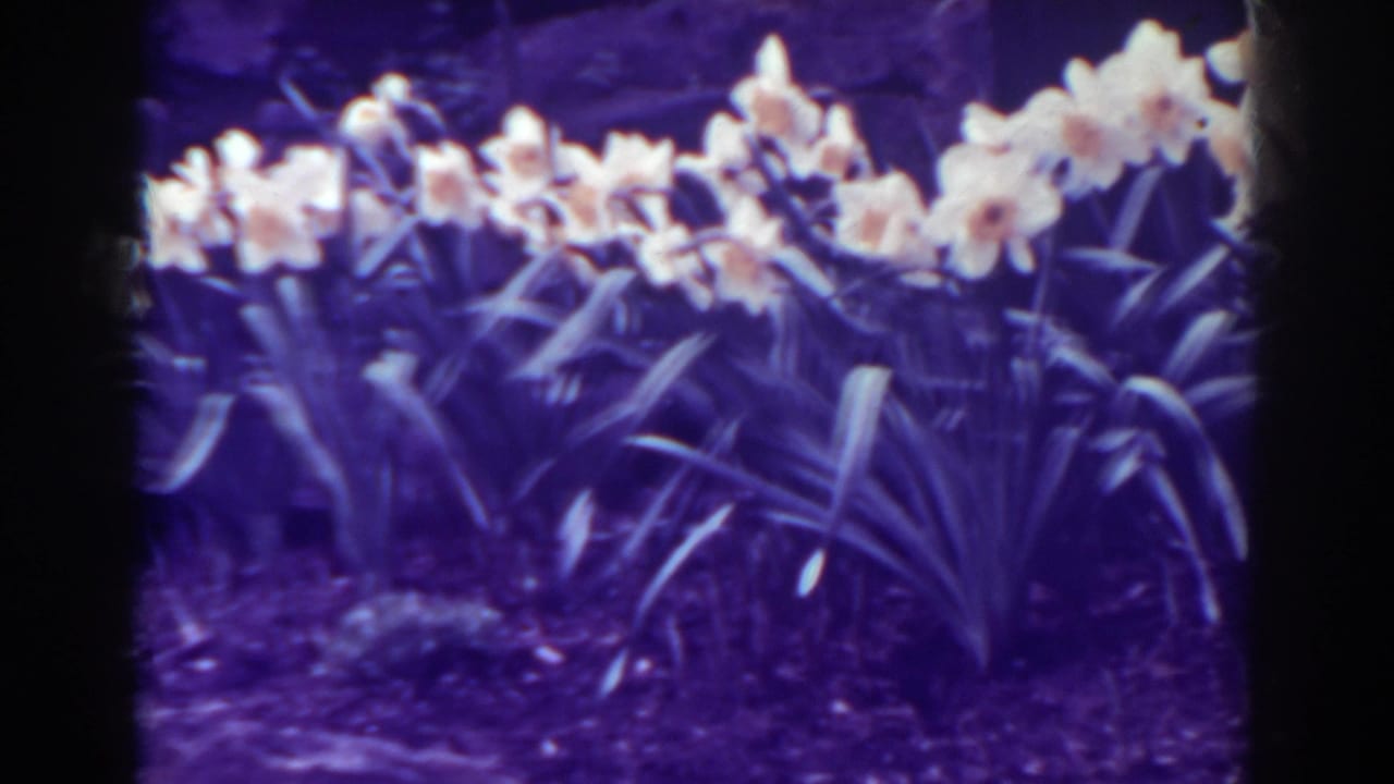 1938 West Virginia garden close view showing daffodils, long leaves, soil, and pronounced purple 8mm film color shift.
