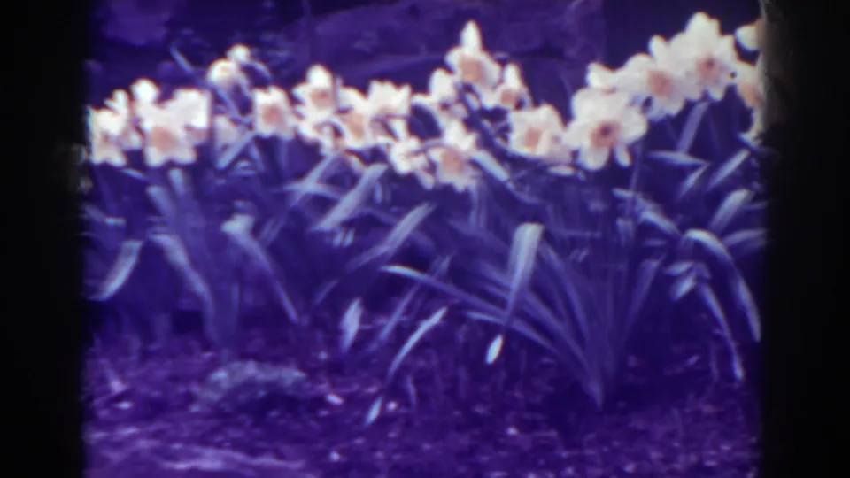 1938 West Virginia garden close view showing daffodils, long leaves, soil, and pronounced purple 8mm film color shift.
