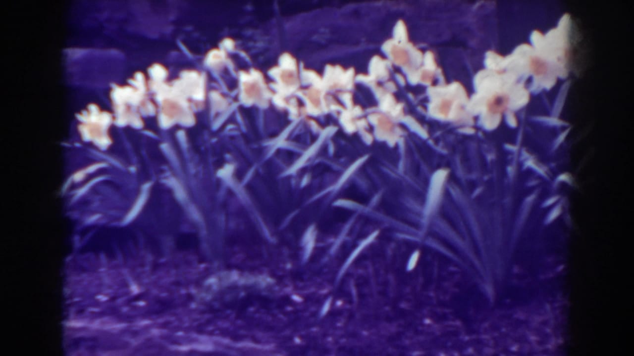 Rows of pale daffodils blooming among long leaves in a dark garden bed.