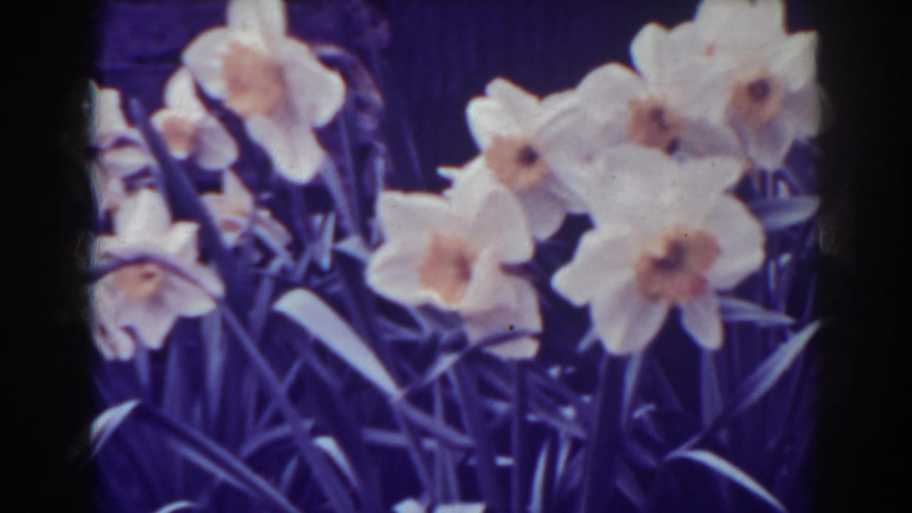 Close 1938 West Virginia garden view of daffodils, with aged 8mm color shift, grain, and soft detail.