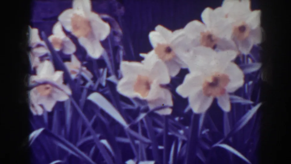 Close 1938 West Virginia garden view of daffodils, with aged 8mm color shift, grain, and soft detail.