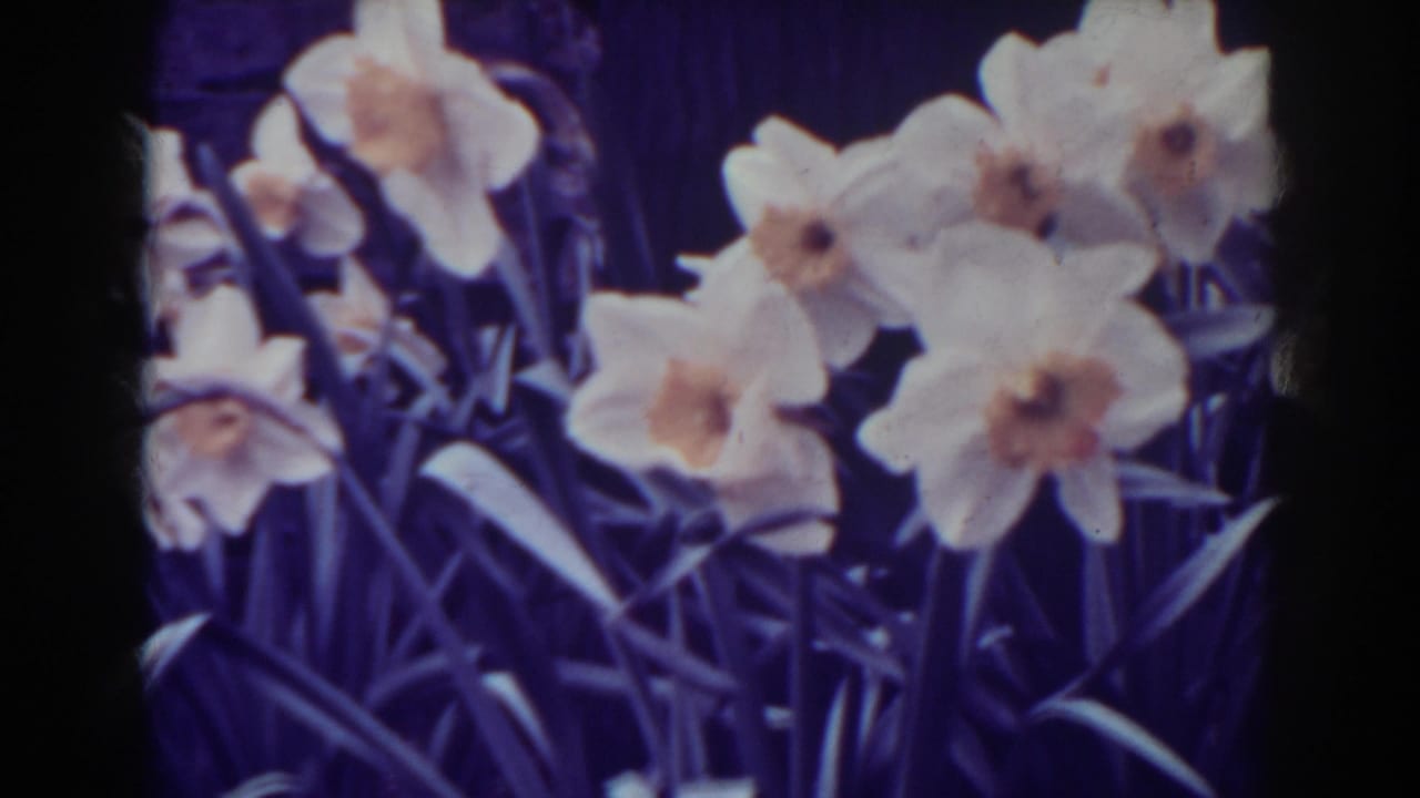 1938 West Virginia 8mm frame with clustered daffodils filling the view, softened by home-movie focus and motion blur.