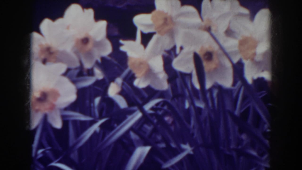 Final 1938 West Virginia garden frame showing daffodils and leaves with visible 8mm grain and purple color aging.