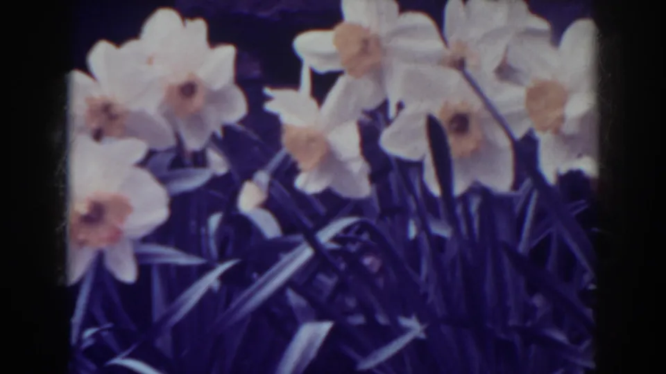 Final 1938 West Virginia garden frame showing daffodils and leaves with visible 8mm grain and purple color aging.