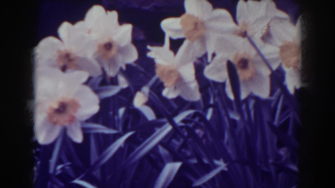 White daffodils with orange centers above dark green leaves.