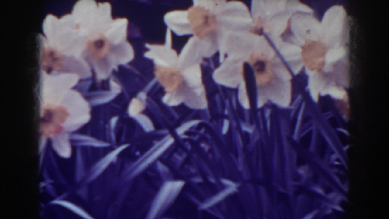 White daffodils fill the 1938 West Virginia home-movie frame, with dark foliage beneath.