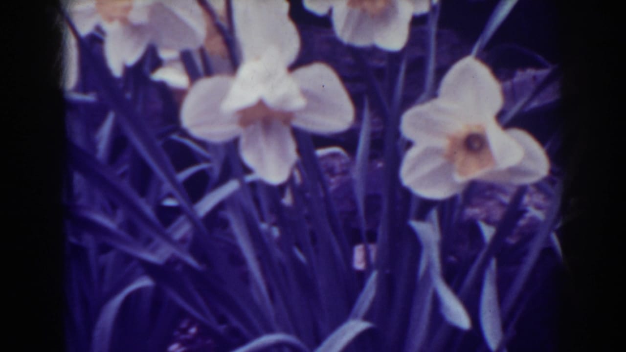 Soft 8mm view of daffodil blooms and leaves, supported by 1938 West Virginia clip metadata.