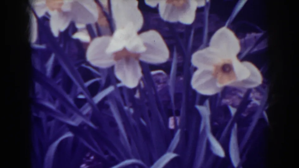 Soft 8mm view of daffodil blooms and leaves, supported by 1938 West Virginia clip metadata.