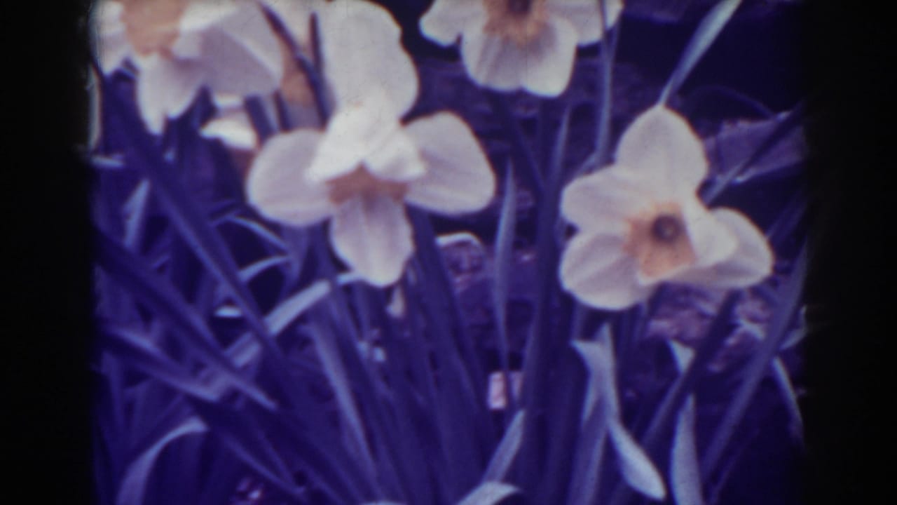 Late frame of the 1938 West Virginia daffodil clip with blossoms, stems, and dark foliage.