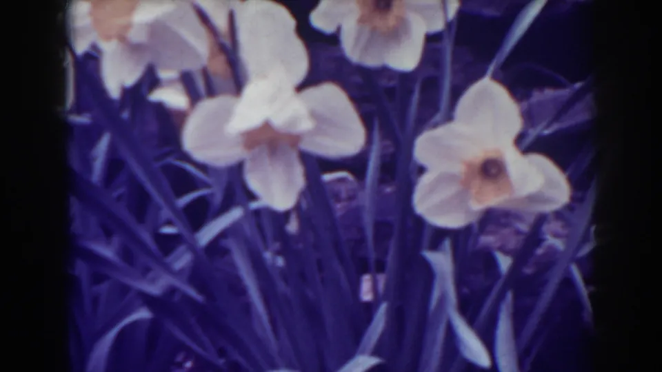Late frame of the 1938 West Virginia daffodil clip with blossoms, stems, and dark foliage.