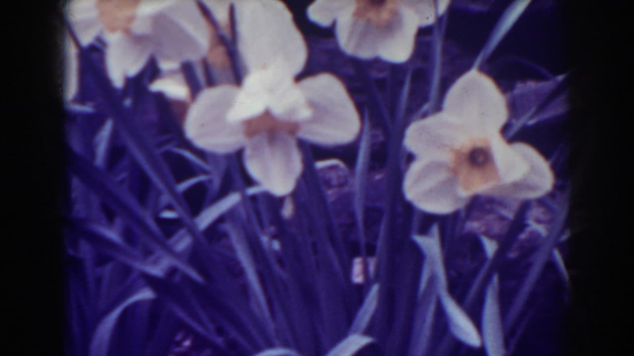 White daffodils in a dark garden bed with soft focus and purple color cast.