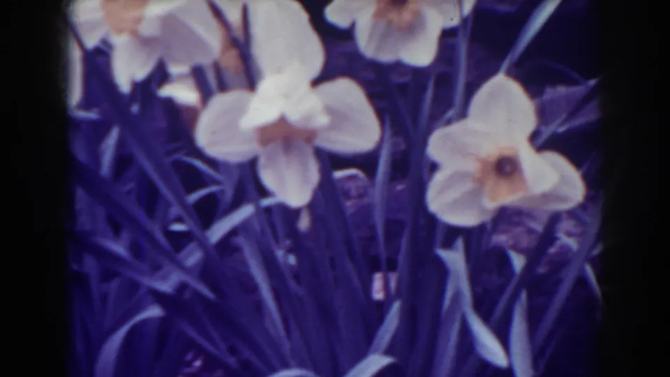 1938 West Virginia 8mm frame showing white daffodils, slender leaves, and dark garden foliage in soft focus.