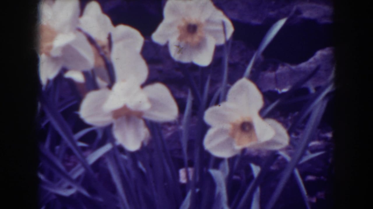 Close 1938 West Virginia garden view of white daffodils with dark foliage and visible 8mm color shift.