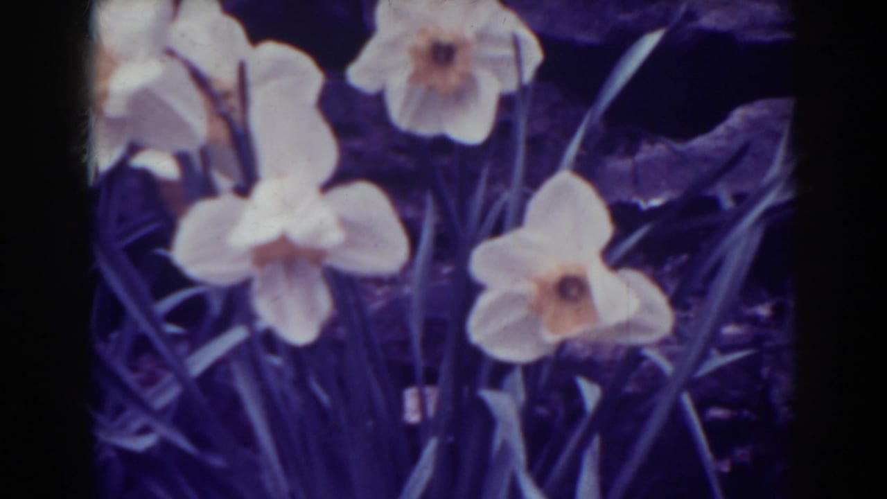 1938 West Virginia home-movie frame of clustered white daffodils, leaves, and dark soil with soft 8mm texture.