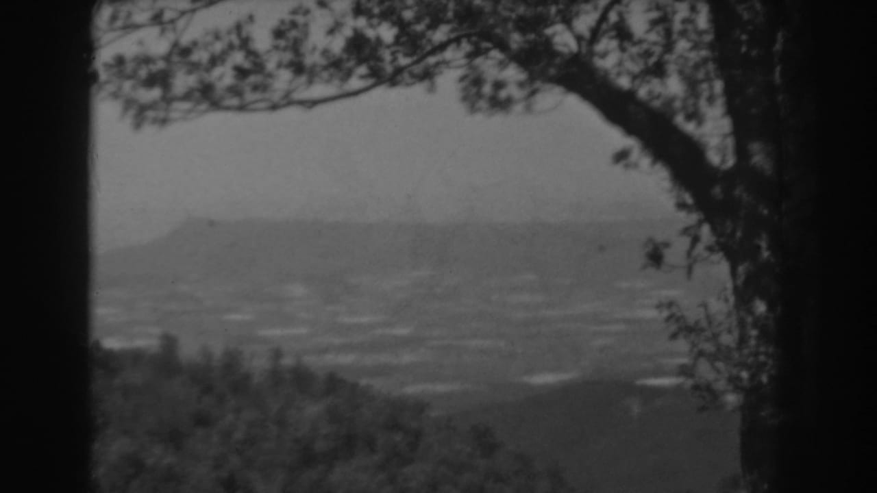 Hazy valley panorama framed by a dark tree trunk and branches.