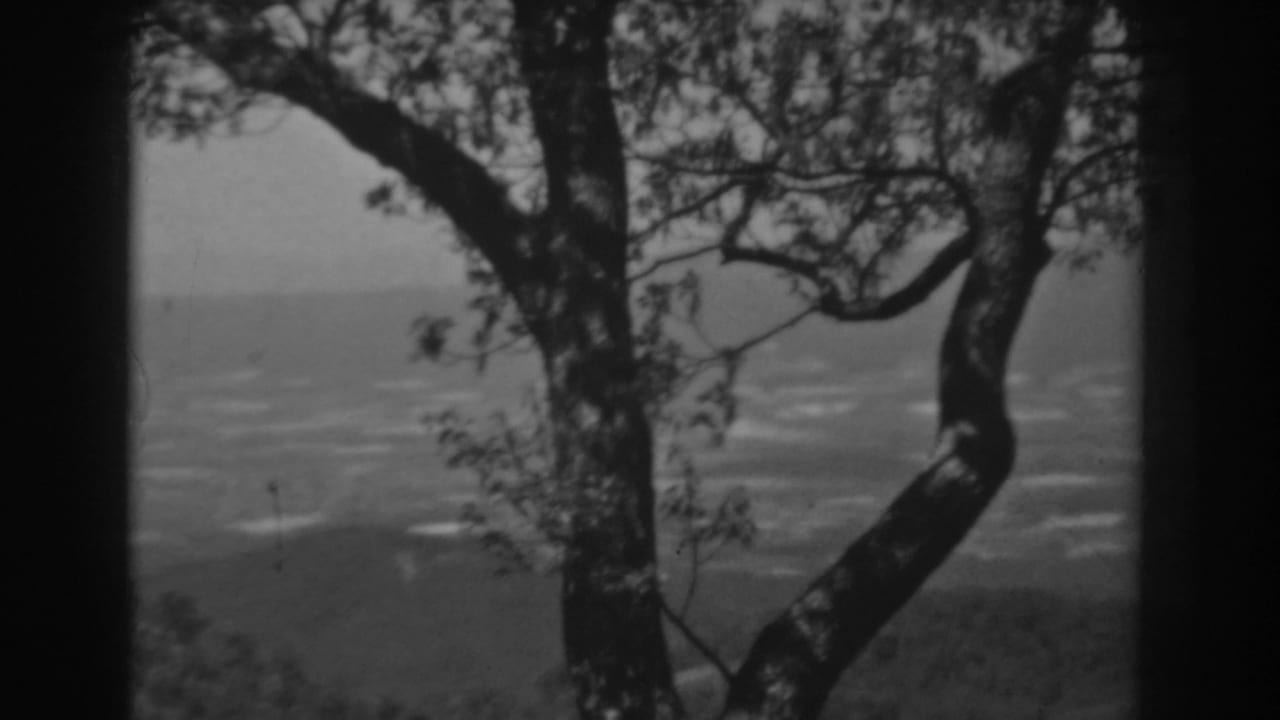 Gnarled tree and branches frame a hazy valley from a high overlook.