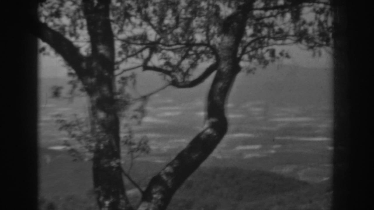 Black-and-white 8mm view of a tree at a West Virginia overlook, with haze softening the valley below.