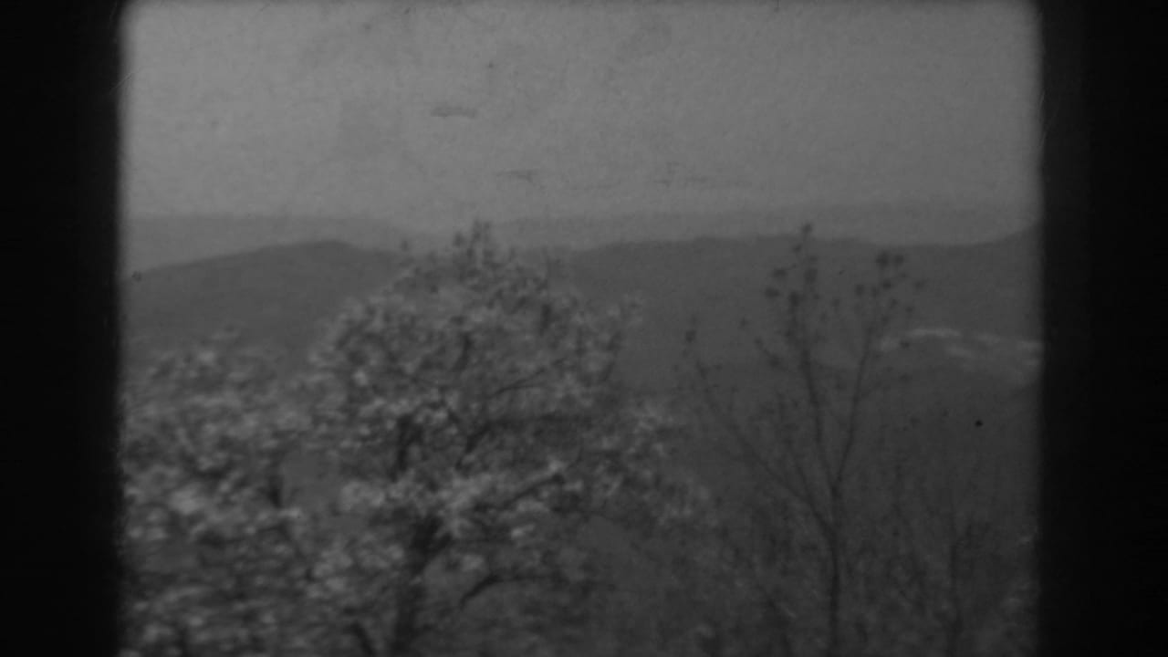 1938 West Virginia 8mm view of a blossoming tree, bare foreground branches, and soft mountain ridges in the distance.
