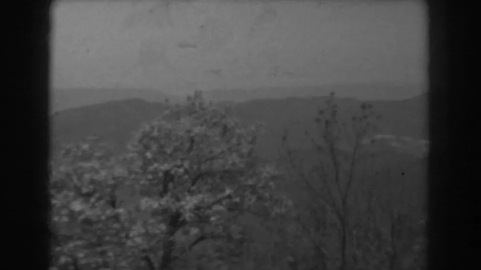 1938 West Virginia 8mm view of a blossoming tree, bare foreground branches, and soft mountain ridges in the distance.