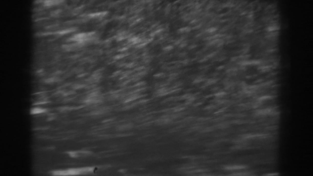 1938 West Virginia 8mm frame showing a soft, motion-blurred pan through woods with trunks, brush, and leafy ground cover.