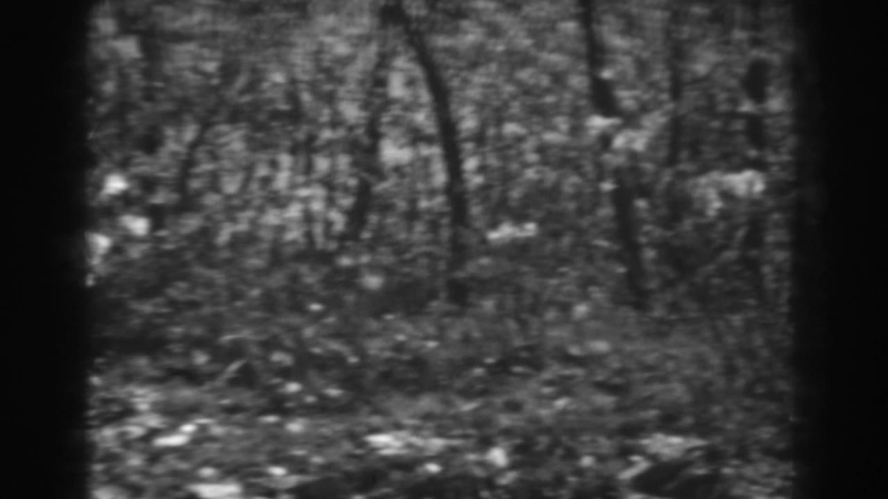 1938 West Virginia 8mm frame with thin trees, dense undergrowth, scattered leaves, and pale clusters among the brush.