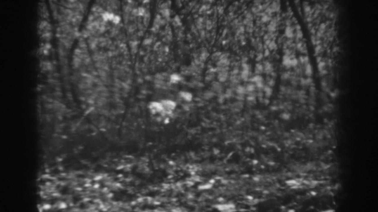 1938 West Virginia 8mm frame showing a wooded understory with brush, slender trunks, leaf litter, and soft focus.