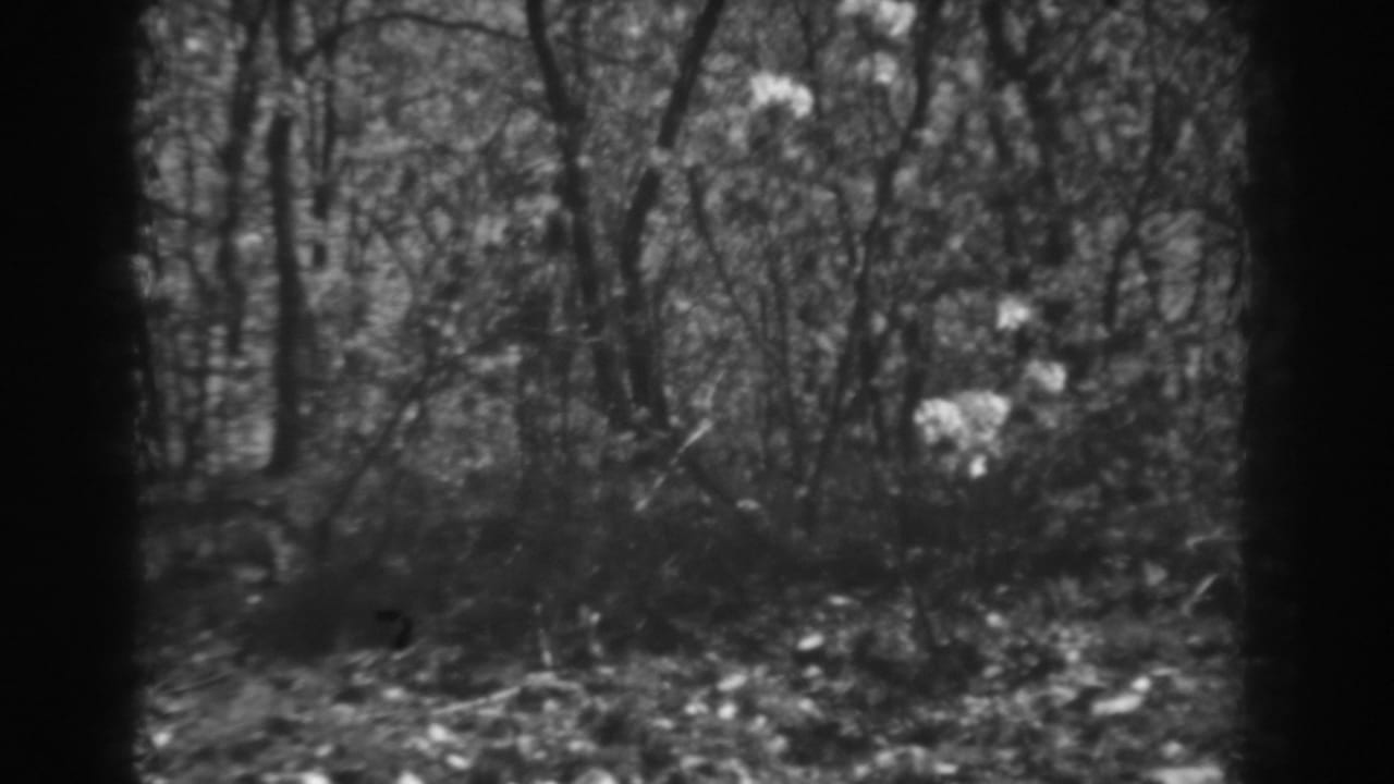 1938 West Virginia 8mm frame of dense woodland brush, small trees, shadowed ground, and pale foliage patches.