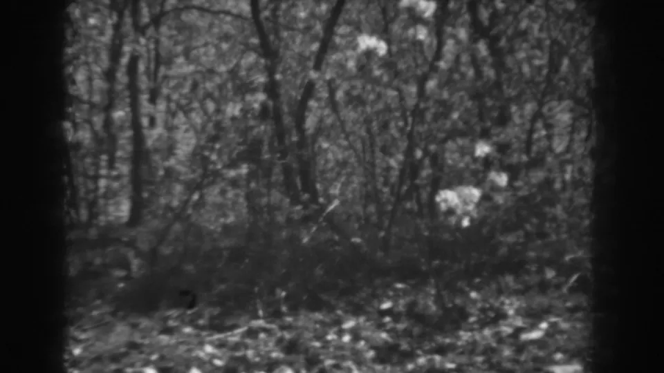 1938 West Virginia 8mm frame of dense woodland brush, small trees, shadowed ground, and pale foliage patches.