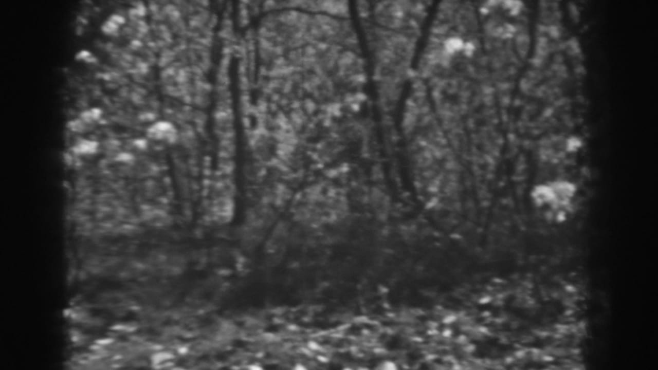 Bare trees and brush on a steep wooded hillside beside a mountain road.