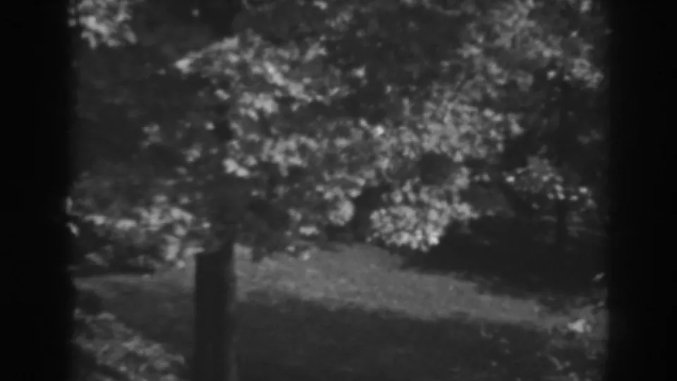 Black-and-white 8mm frame captures windblown tree branches on a hillside near Winchester, Maryland.