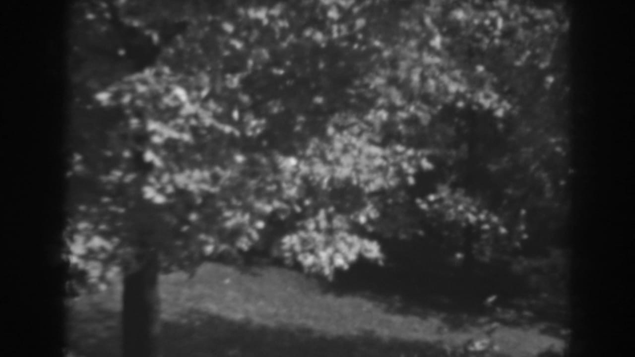 Leafy tree canopy and sloping shaded lawn in soft focus.