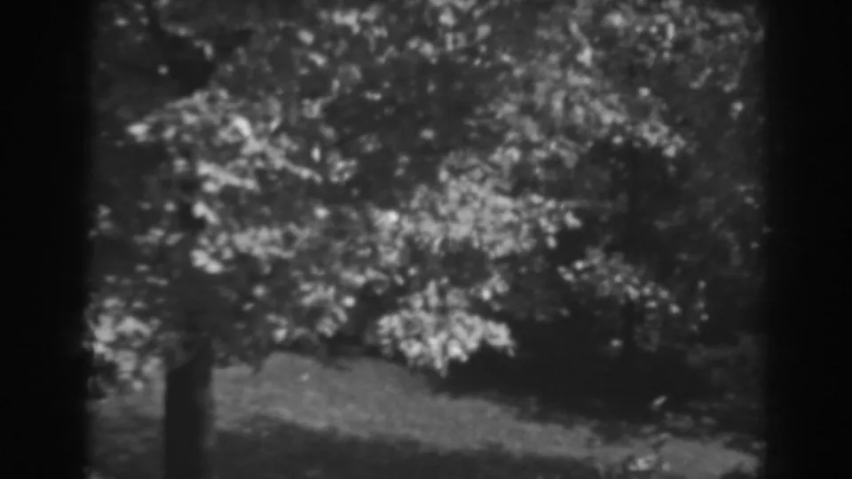 Soft black-and-white 8mm view of tree foliage and lawn, identified by metadata as Winchester, Maryland in 1938.