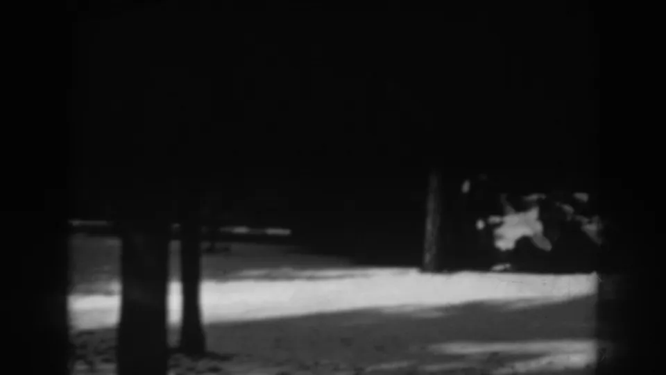 A darker 8mm frame shows tree trunks, sunlit ground, and a low background form, likely part of the same outdoor garden or park setting.