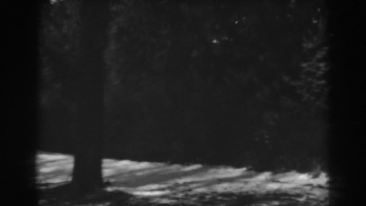 Evergreen trunks and a shaded path or ground edge in a wooded grove.