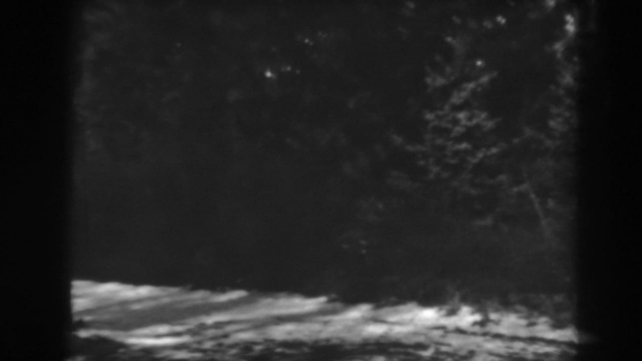 A 1938 black-and-white frame shows a wooded evergreen area in Winchester, Maryland, with bright ground light and dark tree trunks.