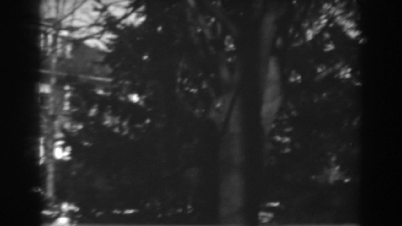 Dark tree trunks and snow-dusted woods seen through a soft black-and-white frame.