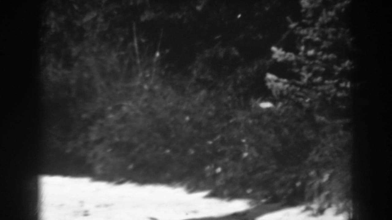 1938 Winchester, Maryland 8mm view of snow on the ground beside thick shrubs and evergreen branches in a quiet woodland setting.