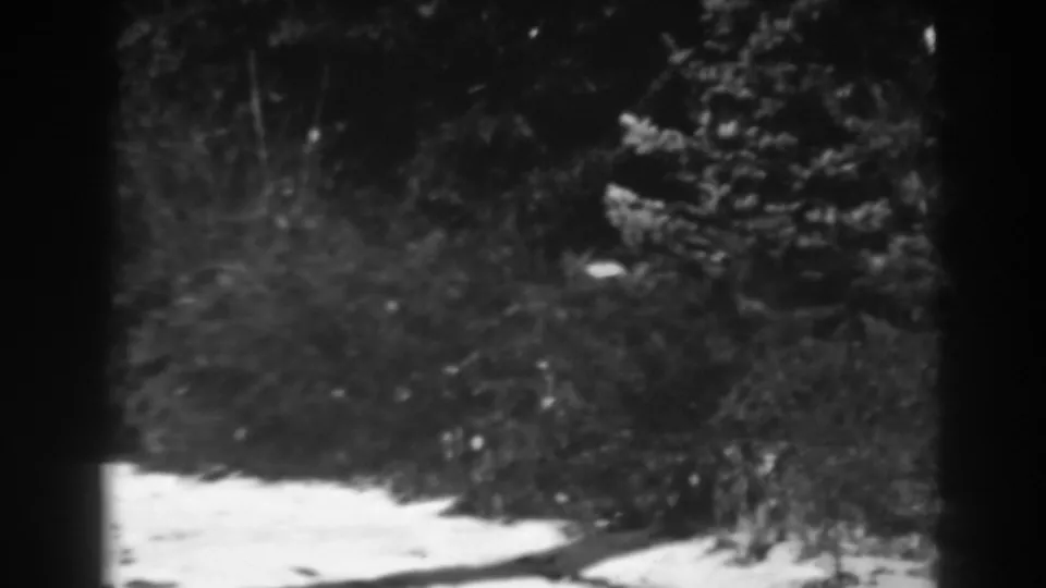 Black-and-white 8mm frame from the 1938 Winchester, Maryland clip showing an evergreen shrub, tangled brush, and snow across the foreground.