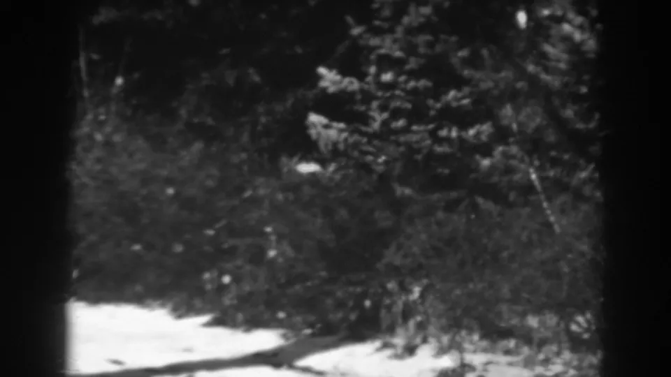 Final 1938 Winchester, Maryland frame showing snow in the foreground, evergreen branches, and dense winter brush in grainy 8mm black and white.