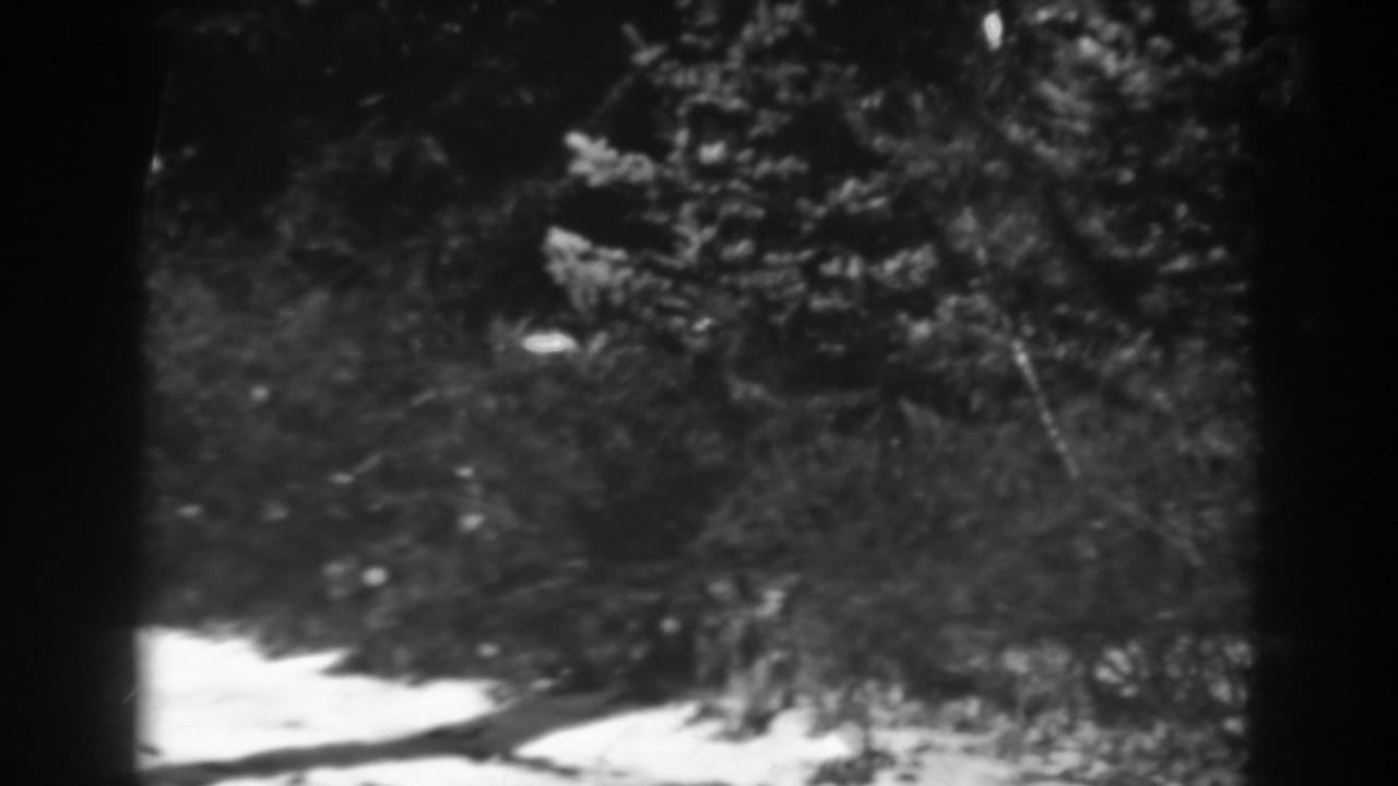 Snowy evergreen trees and shrubs with dark film edges.