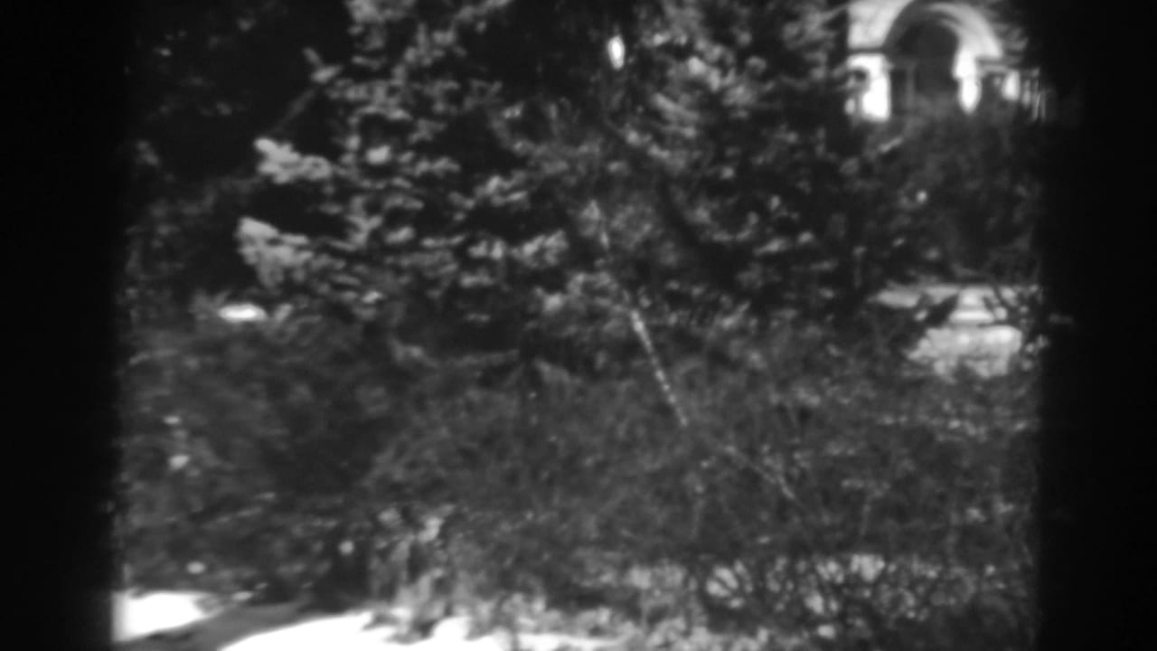 Black-and-white 8mm frame showing winter evergreens and shrubs, with a bright arched structure partly seen through branches in Winchester, Maryland.