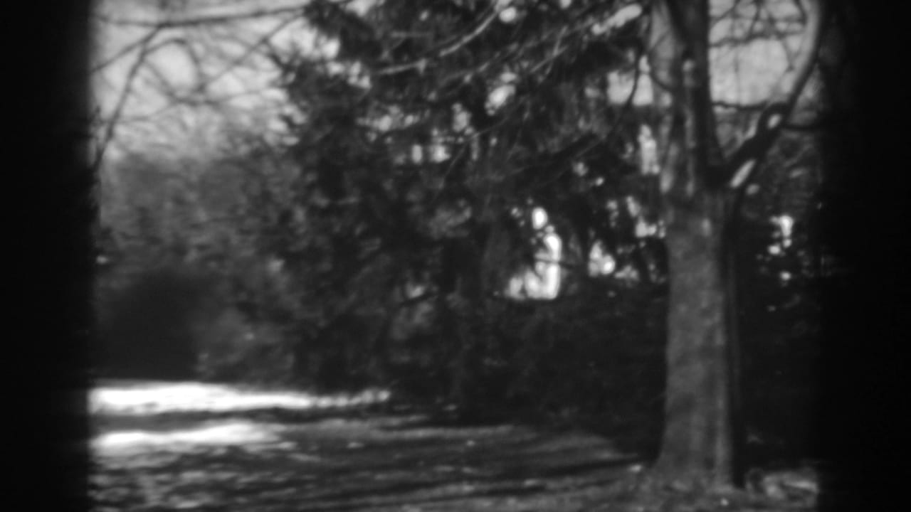 Tree-lined road or path with bright sun patches and dark tree trunks.